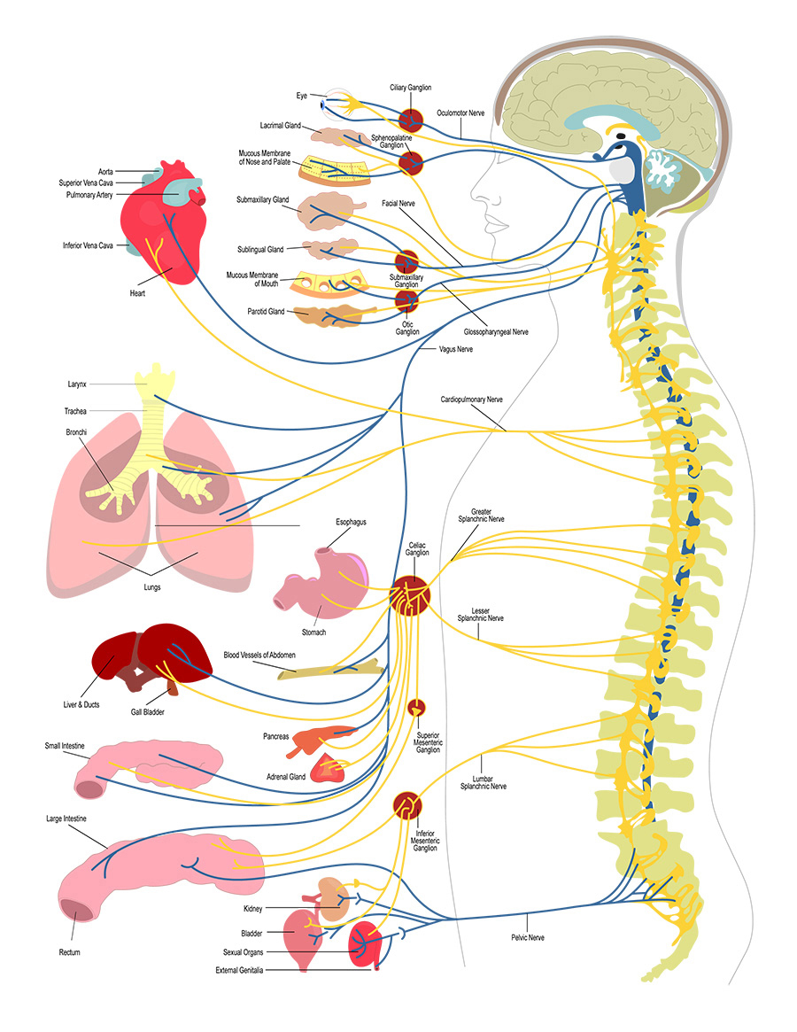 How principled chiropractic works